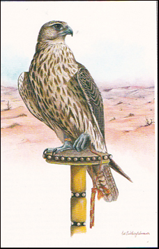 Falconry in Arabia # 39667