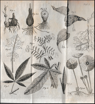 Botanik for Fruentimmer og Planteyndere # 41963