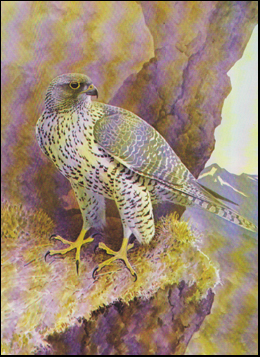 Iceland Summer. Adventures of a bird painter # 8432