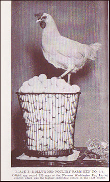 How to select the laying Hen # 18932