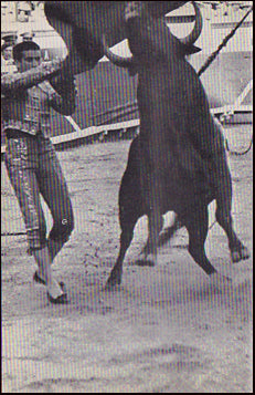 Bull Fever # 23441