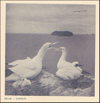 Portrait of Iceland # 87829