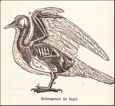 Dýrafræði samin af Benedict Gröndal # 84759