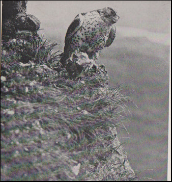 Ísland í myndum # 60758