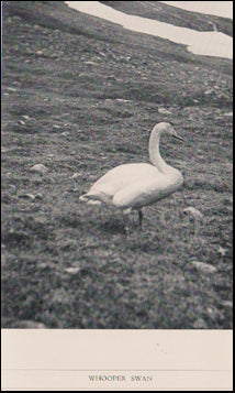 In search of the gyr-falcon # 88039