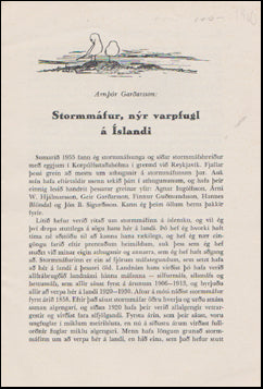 Stormmáfur # 51256