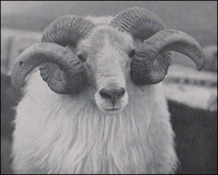Ísland í myndum # 76821
