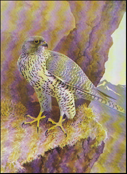 Iceland Summer. Adventures of a bird painter # 8432