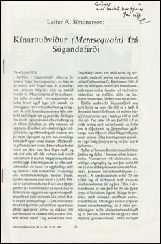 Kínarauðviður (Metasequoia) frá Súgandafirði # 64114