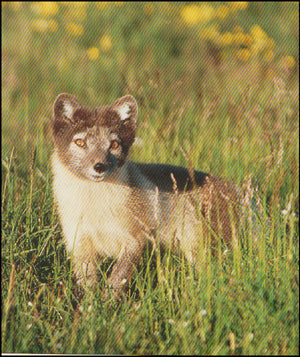 Refirnir á Hornströndum # 64599