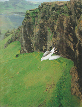 Islanda. Il Grande Nord # 64908