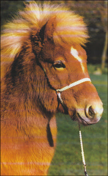 Sagenhafte Islandpferde # 64941