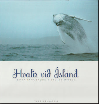 Hvalir við Ísland # 81308